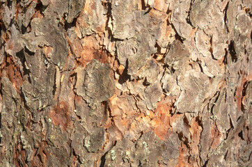 The bark of the pine tree