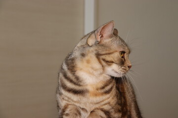 右を向く猫アメリカンショートヘア