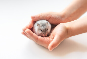 Fototapeta na wymiar A light grey Dzungarian hamster sitting on a child's hands on a white background. domestic rodent pets