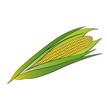 corn, outline style, for menu, simple illustration
