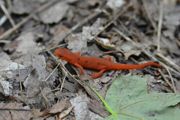 Red Spotted Newt on forest floor