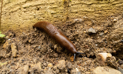 snail on the ground