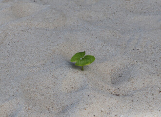 Green leaf grows on the sand at the beach.