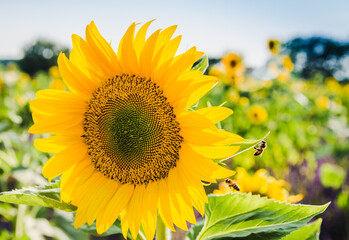 Sunflowers field blooming. Close-up of sunflower with bee.