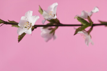 Obraz premium Sprig of blooming cherry on a pure pink background with place for text. White flowers on a branch in macro with copy space. Floral decorative card for an inscription.