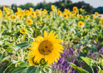 Obraz premium Sunflowers field background. Sunflower blooming. 
