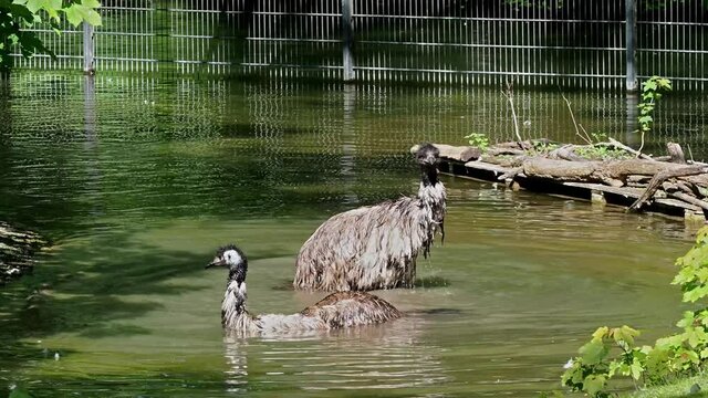 The emu, Dromaius novaehollandiae is the second-largest living bird by height, after its ratite relative, the ostrich. It is endemic to Australia