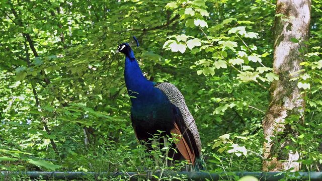 The Indian peafowl or blue peafowl, Pavo cristatus is a large and brightly coloured bird, is a species of peafowl native to South Asia, but introduced in many other parts of the world.