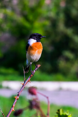 A little bird sits on a branch. Bird of the genus Saxicolinae in spring. A bird with a black head, black wings, an orange breast. Spring city landscape. Flytrap