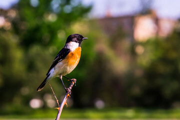 A little bird sits on a branch. Bird of the genus Saxicolinae in spring. A bird with a black head, black wings, an orange breast. Spring city landscape. Flytrap
