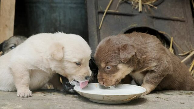Cute puppies drink milk from one bowl. Beautiful clumsy dogs are playing. Close up