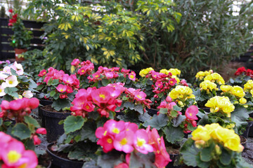 The Most Beautiful Flowers to Grow in the Greenhouse. Suitable plants are available for every kind of greenhouse and climate. Flowers are a popular retail. Greenhouse in spring with flowering plants.