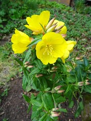 Stauden-Nachtkerze / Oenothera tetragona
