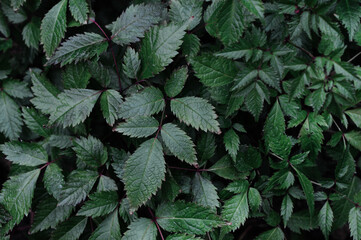 Landscape closeup photo of astilbe plant foliage in  the garden