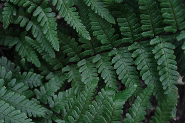 Landscape closeup photo of fern plant leaves