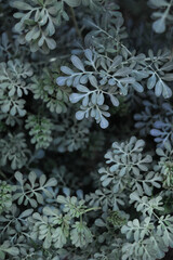 Portrait photo of closeup of common rue plant
