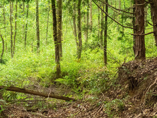 雑木林の中