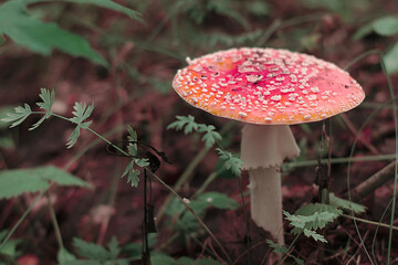 Amanita mushrooms in the forest, in the grass