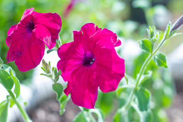 Petunia.Very beautiful bright, colorful, blooming petunias in a flower bed.Petunia hybrida