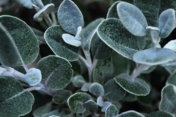 Landscape photo of fuzzy details of brachyglottis plant