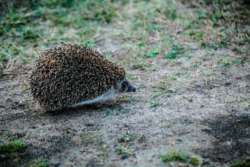 The hedgehog, on a warm evening runs hunting.