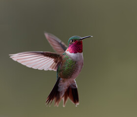 A broad-tailed hummingbird hovers in midair in Colorado