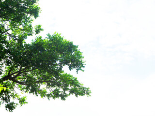 Summer skies and trees are good