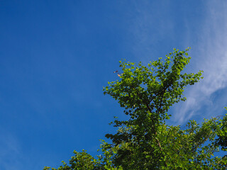Summer skies and trees are good