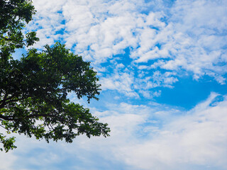 Summer skies and trees are good