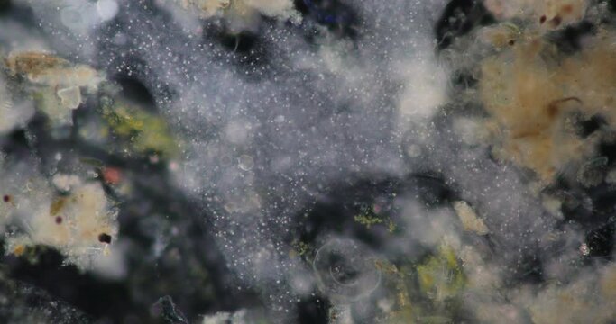 Amoebae move and feed by using pseudopods, which are bulges of cytoplasm formed by the coordinated action of actin microfilaments pushing out the plasma membrane that surrounds the cell.
