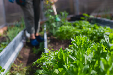 Process of working and gardening in greenhouse hothouse, farmer watering the plants, vegetables and seedlings