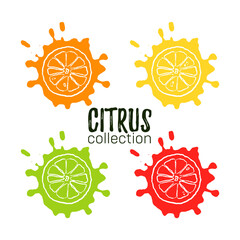 Set of citrus collection. Hand draw silhouette