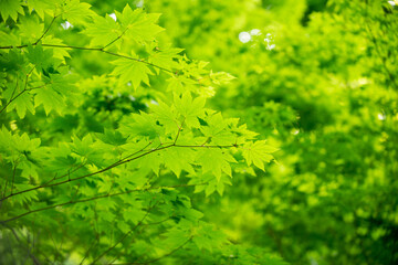 新緑の葉