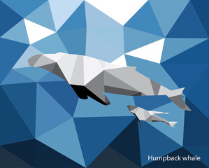 Humpback whale
