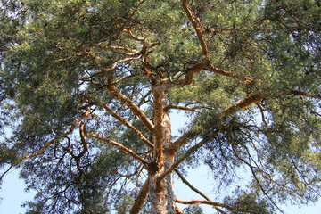tree in the forest
