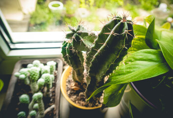 butterfly on the plant