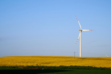 wind turbines in the rape field at sunrise