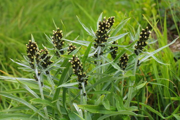 Norwegisches Ruhrkraut, Gnaphalium norvegicum