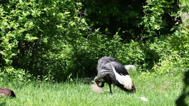 The Black Crowned Crane, Balearica pavonina is a bird in the crane family Gruidae.