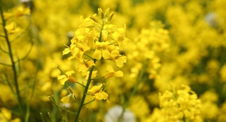 Obraz premium Garden photography