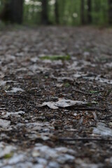 autumn leaves on the ground