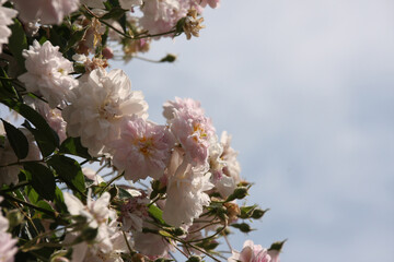 Close up of pale pink blossoms of rambler or climbing roses against pale blue sky on blurred background., dreamy inflorescence  in a romantic country cottage garden  in early summer.....