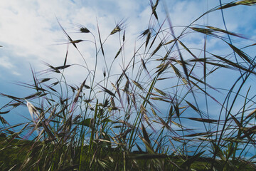 Obraz premium grass and sky