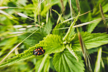 ladybird on a leaf