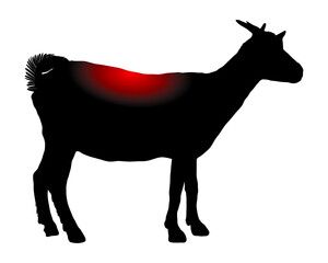 Ziege mit Schmerzen im Rücken