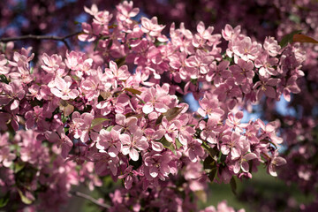 Fototapeta premium pink cherry blossom