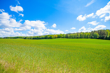 Pole pola wiosna rolnictwo wieś uprawy zboże drzewa © Dariusz