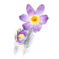 Obraz na płótnie Canvas Watercolor Anemone patens, hand drawn floral illustration isolated on a white background.