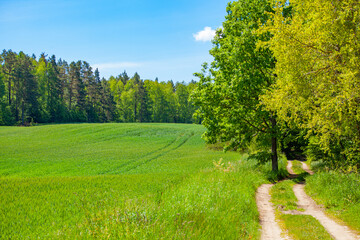 Droga pole pola wiosna rolnictwo wieś uprawy zboże drzewa