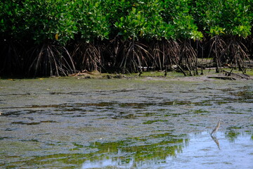 the preserve mangrove and habitat in the coastal environment 